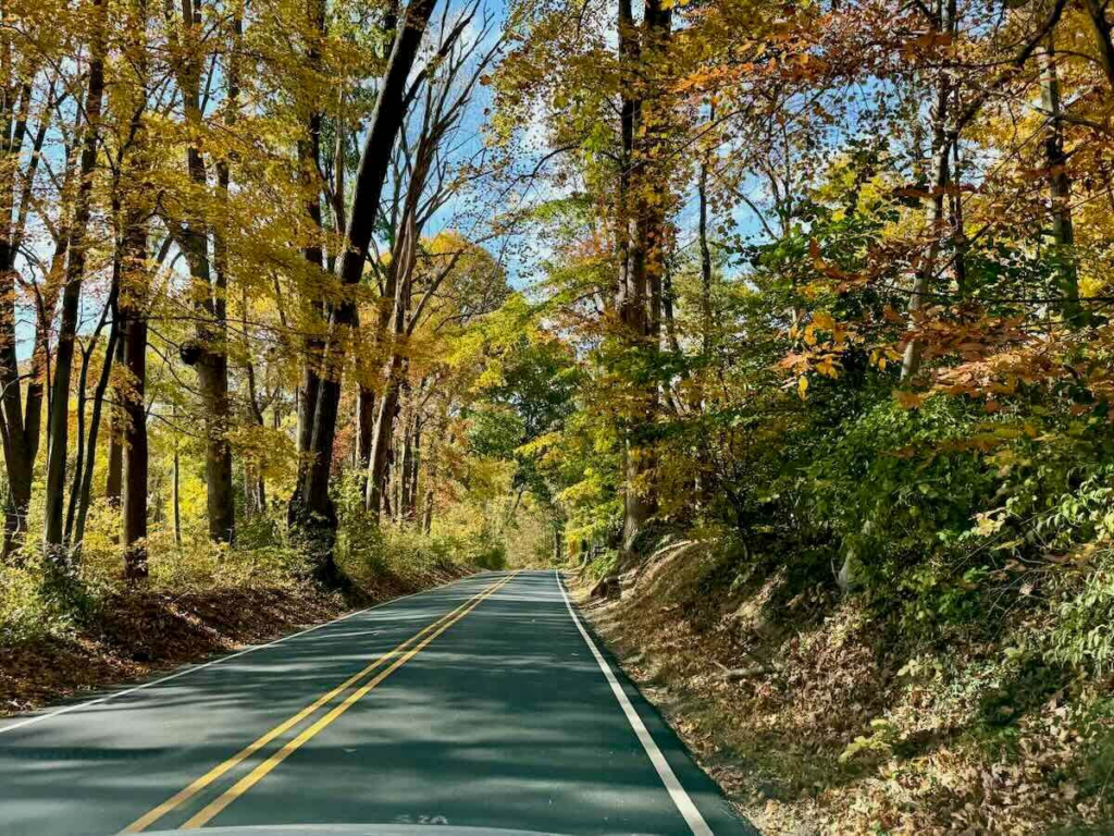 Scenic tree-lined road in Fairfax with autumn foliage and sunlight filtering through the leaves