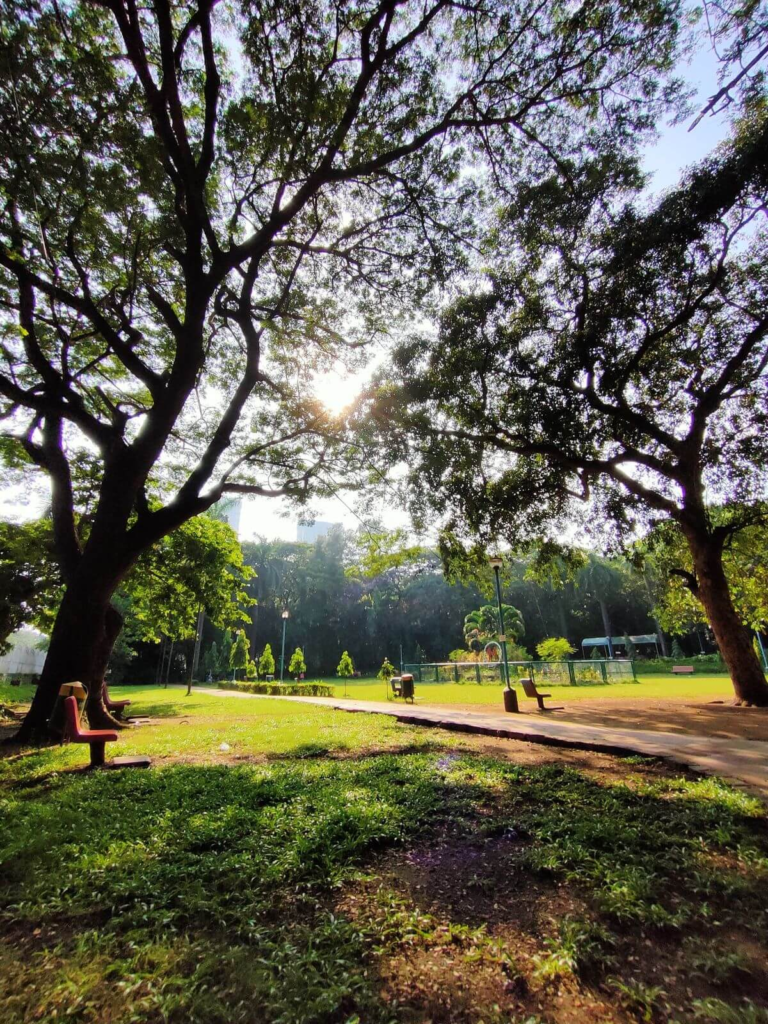 Sunny green park with tall trees, benches, and walking paths in a peaceful outdoor setting